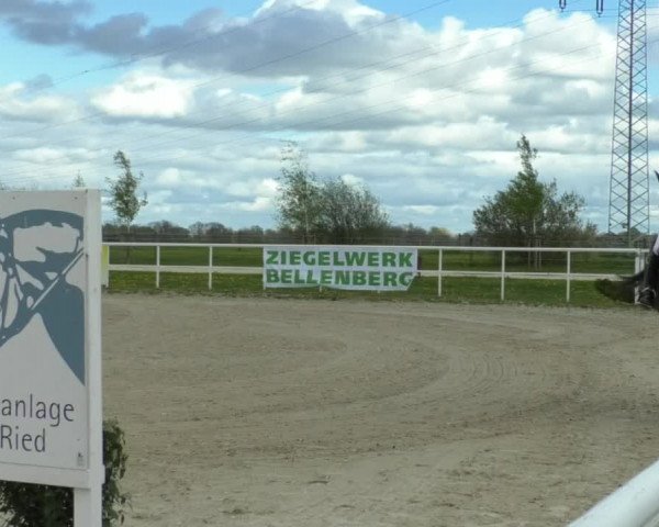 Reitturnier Langenau 2019