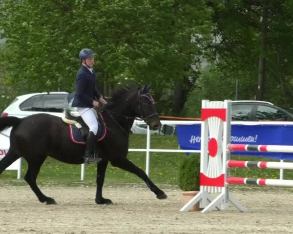 Reitturnier Langenau 2019