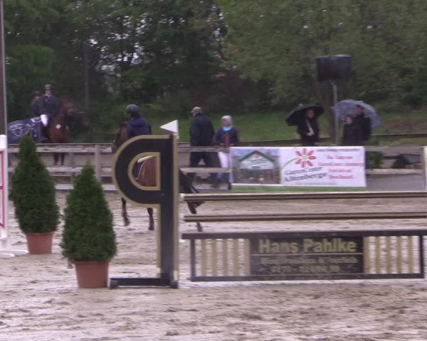 Reitturnier Nienberge 2019