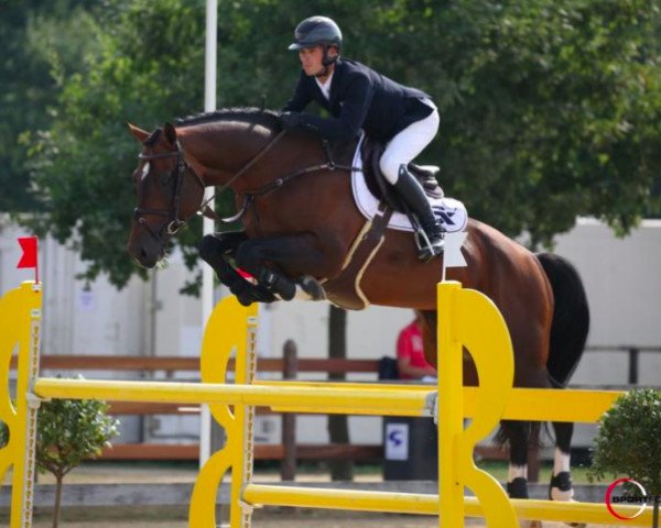 jumper Esprit de Longchamps (Belgium Sporthorse, 2010, from Gangster de Longchamps)