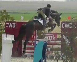 stallion Esta Loca van Schuttershof (Belgium Sporthorse, 2010, from Diarado)