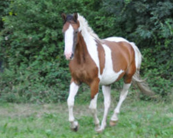 broodmare Une Diva d'Ouilly (Selle Français, 2008, from Kronos d'Ouilly)
