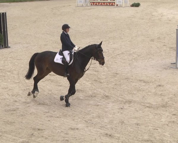 Reitturnier Ingolstadt-Hagau 2019