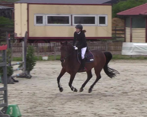 Reitturnier Schülp / Rendsburg 2019