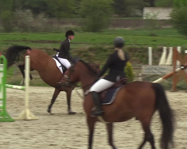 Reitturnier Schülp / Rendsburg 2019