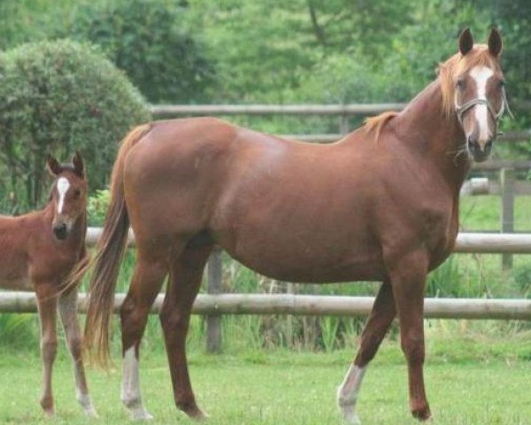 Zuchtstute Atlanta Sitte Z (Zangersheide Reitpferd, 1995, von Aramis de la Cense)