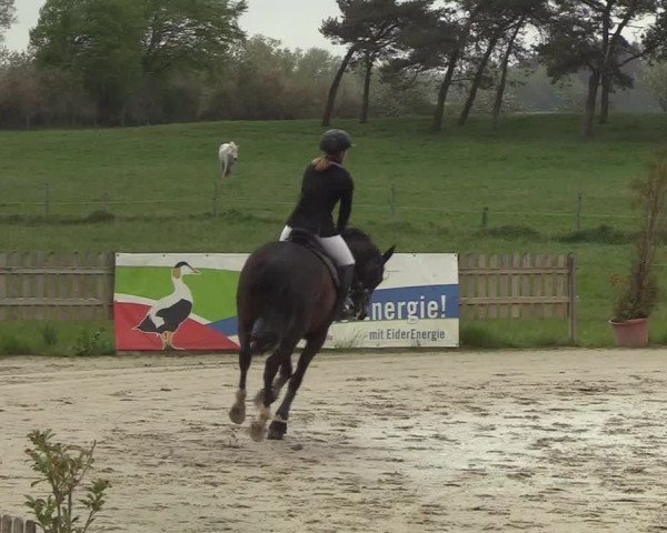 Reitturnier Schülp / Rendsburg 2019