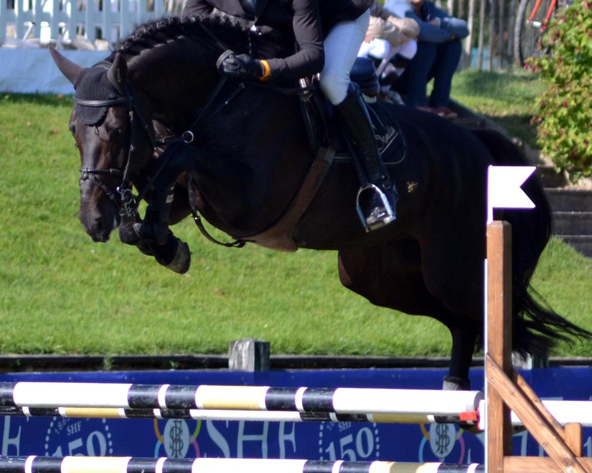 Stallion Adzaro de l'Abbaye (Selle Français, 2010, from Quaprice Z)