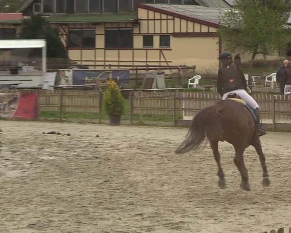 Reitturnier Schülp / Rendsburg 2019