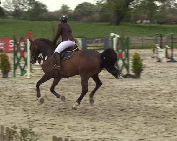 Equestrian Show Schülp / Rendsburg 2019