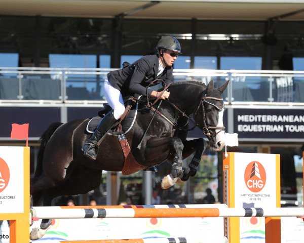 jumper Dynamo 21 (Oldenburg, 2010, from Diarado)