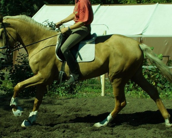 Zuchtstute Qibla MD (Oldenburger, 2013, von Quaterback)