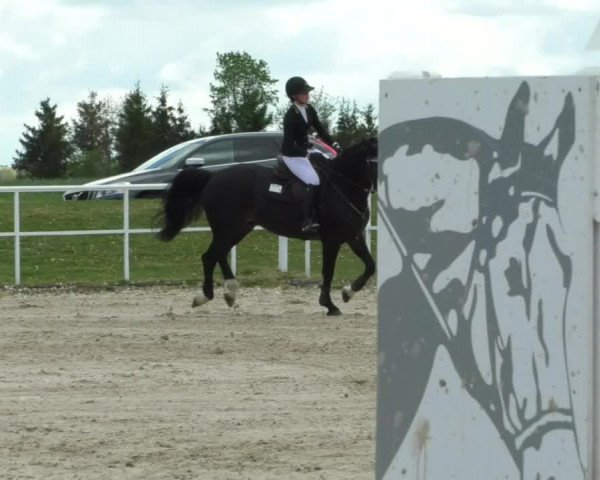 Reitturnier Langenau 2019