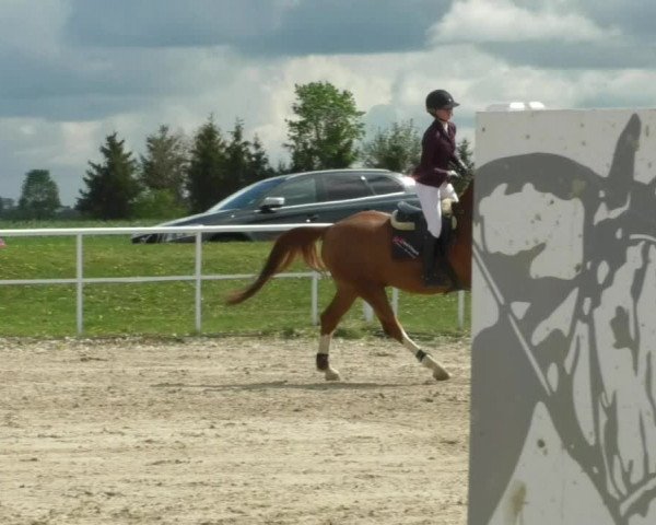 Reitturnier Langenau 2019