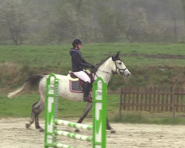 Reitturnier Schülp / Rendsburg 2019