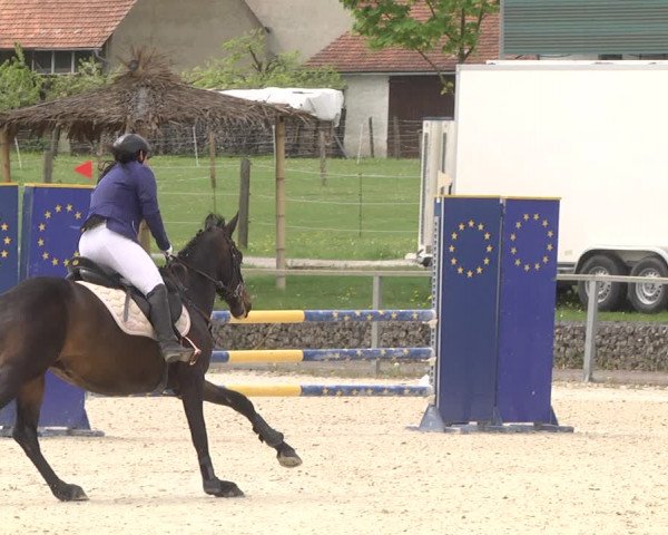 Reitturnier Ingolstadt-Hagau 2019