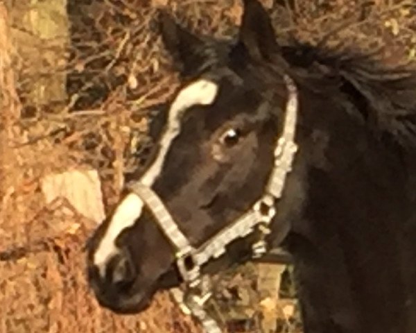 horse Belina JD (Westphalian, 2015, from Baloutelli 2)