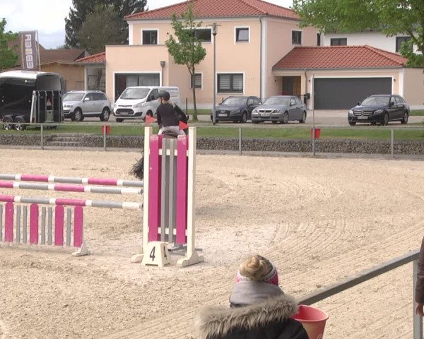 Reitturnier Ingolstadt-Hagau 2019