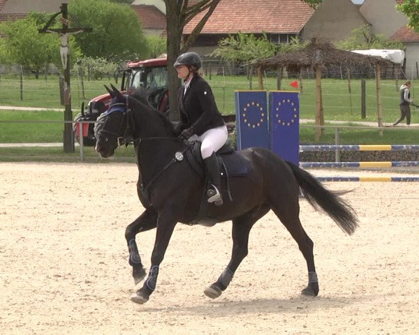 Reitturnier Ingolstadt-Hagau 2019