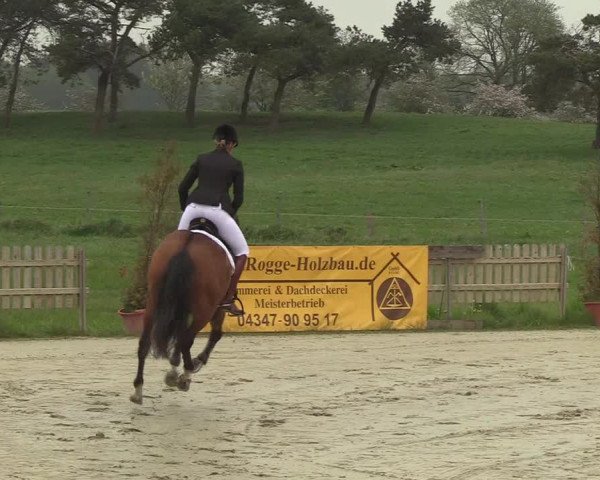 Reitturnier Schülp / Rendsburg 2019