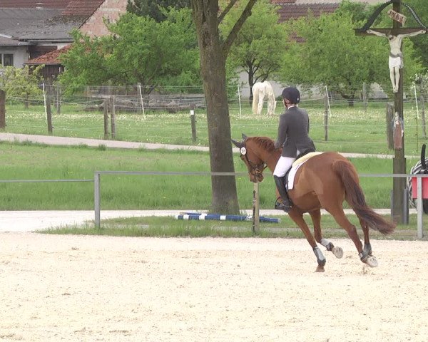 Reitturnier Ingolstadt-Hagau 2019