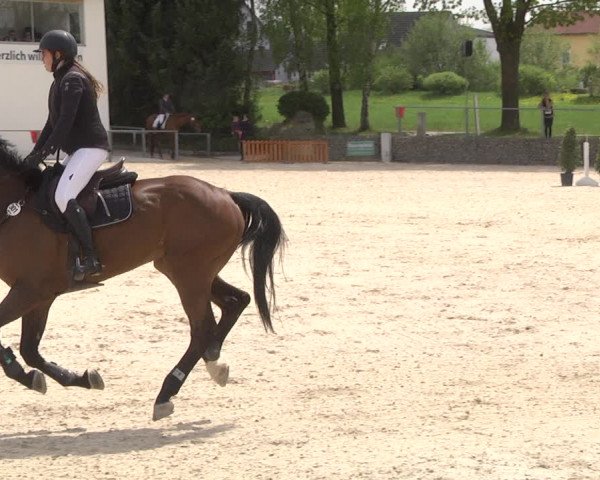 Reitturnier Ingolstadt-Hagau 2019