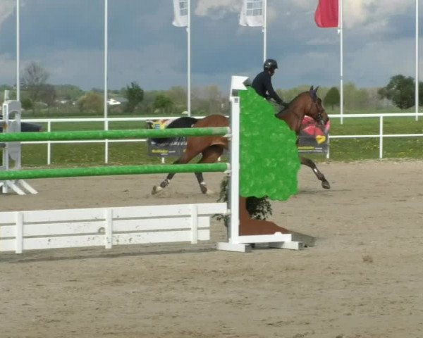 Reitturnier Langenau 2019