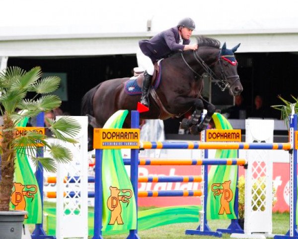 jumper Cherokee (KWPN (Royal Dutch Sporthorse), 2007, from No Limit)