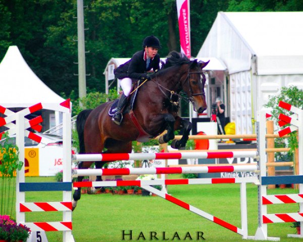 jumper Balou (KWPN (Royal Dutch Sporthorse), 2006, from Untouchable)