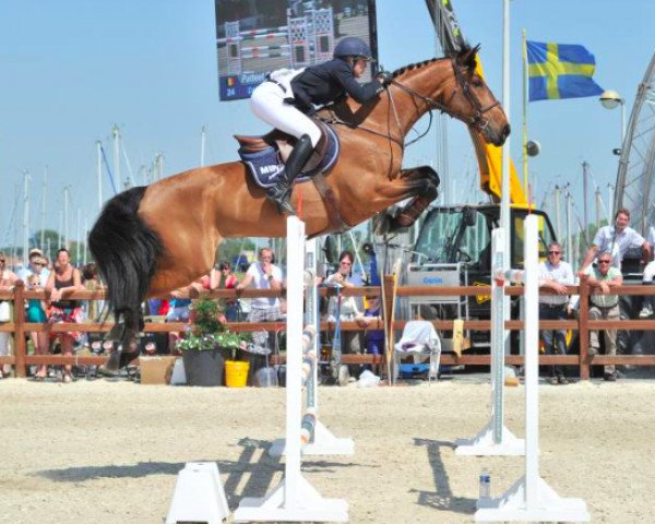 jumper Dakiro van Berkenbroeck (Belgian Warmblood, 2003, from Perhaps van het Molenvondel)