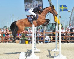 Springpferd Dakiro van Berkenbroeck (Belgisches Warmblut, 2003, von Perhaps van het Molenvondel)