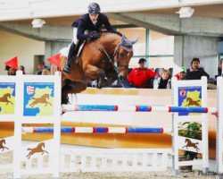 jumper Fabio (KWPN (Royal Dutch Sporthorse), 2010, from Calvaro Z)
