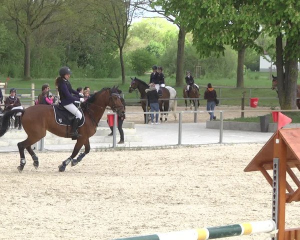 Reitturnier Ingolstadt-Hagau 2019
