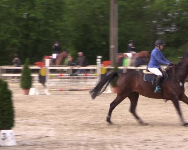 Reitturnier Nienberge 2019