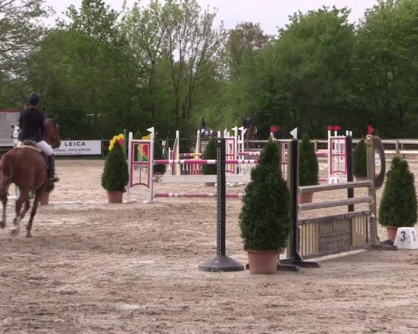 Reitturnier Nienberge 2019