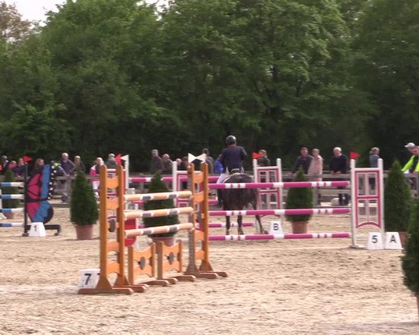 Reitturnier Nienberge 2019
