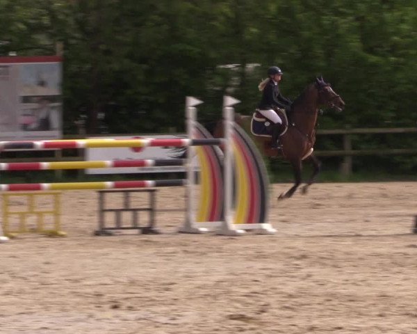 Reitturnier Nienberge 2019