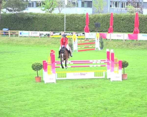 Reitturnier Uster 2019