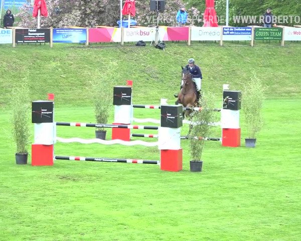 Reitturnier Uster 2019