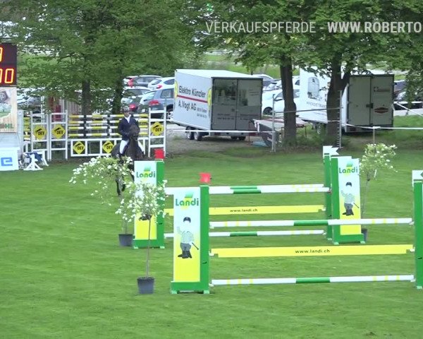 Reitturnier Uster 2019