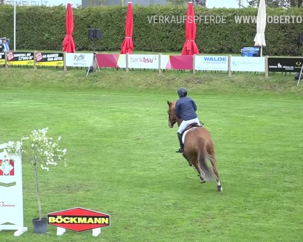 Reitturnier Uster 2019