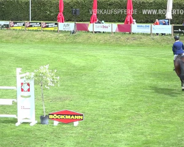 Reitturnier Uster 2019