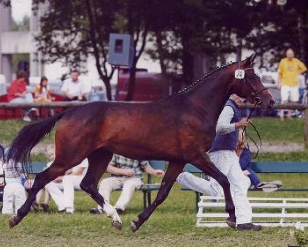broodmare Pina Colada (Bavarian, 2003, from Werther's Wels)