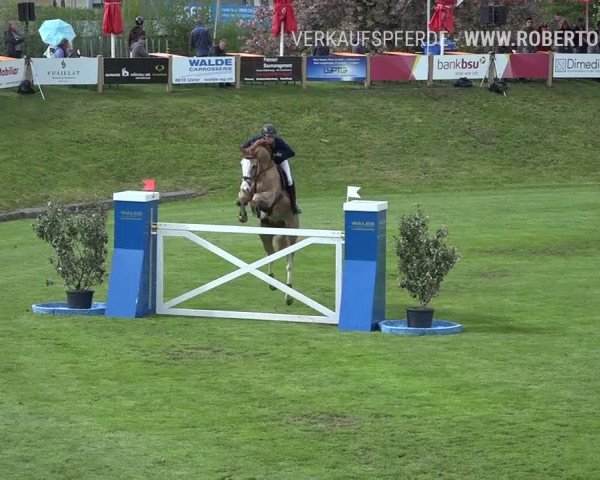 Reitturnier Uster 2019
