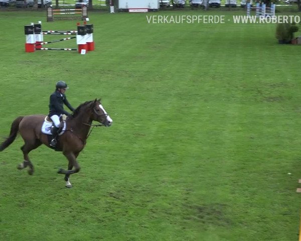 Reitturnier Uster 2019