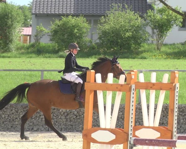 Reitturnier Ingolstadt-Hagau 2019