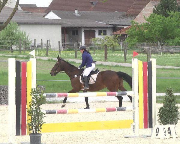 Reitturnier Ingolstadt-Hagau 2019