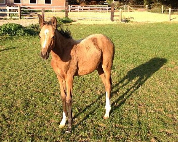 horse Hengstfohlen (German Riding Pony, 2013, from Zilhouette's Cashmaker)