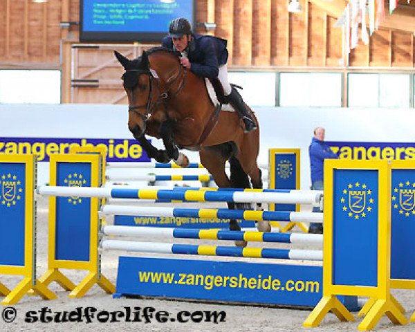 Springpferd Carayann D'Utah Z (Zangersheide Reitpferd, 2008, von Caretano Z)