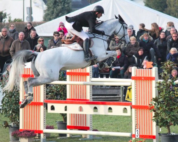 stallion Amadeus Z (Zangersheide riding horse, 2001, from Artos Z)